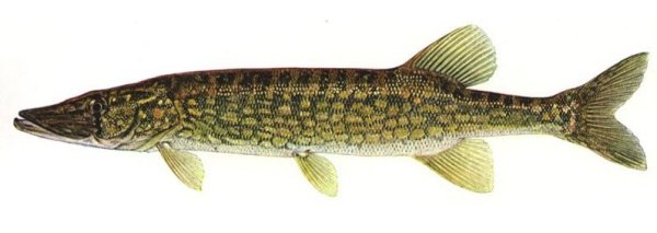 Chain Pickerel