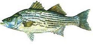 Hybrid Striped Bass