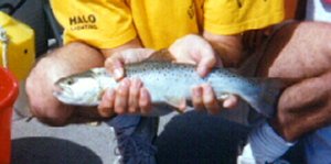 Silver Sided Brown Trout
