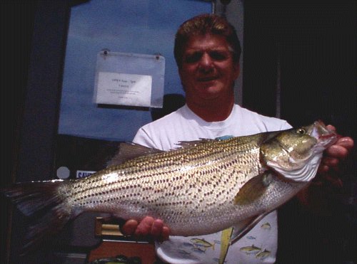 Dom's Striper