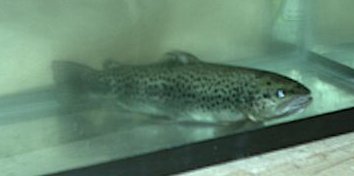 KDC Fall 2000 Tagged Brown Trout