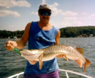 38 inch tiger