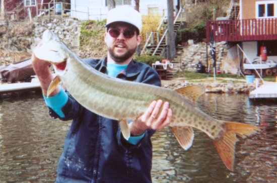 38-1/2 inch muskie