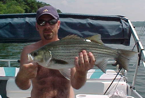 David Birks' 7lb. striper