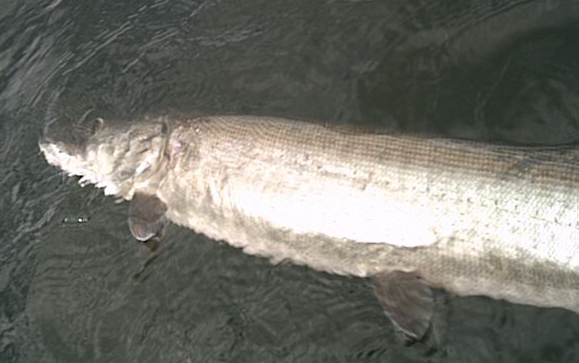 38 inch true strain