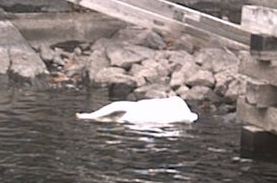 Dead swan