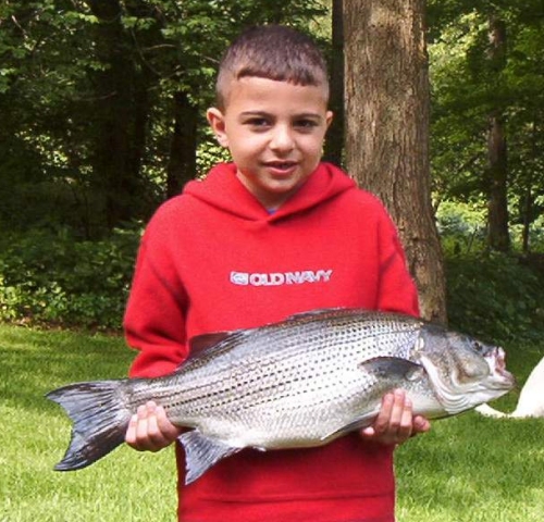 Brian Crouch's Hybrid Striper