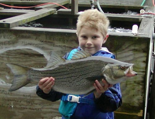 Kenny Selmack Jr's striper