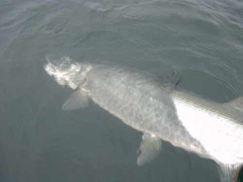 37 inch muskie