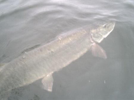 37 inch muskie