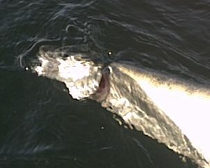 36 inch true strain