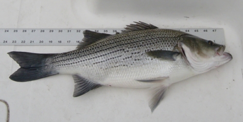 Lou's striper