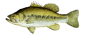 Largemouth Bass