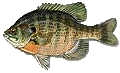 Bluegill