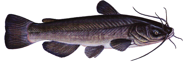 Brown catfish or bullhead