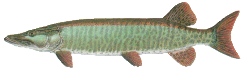 muskie