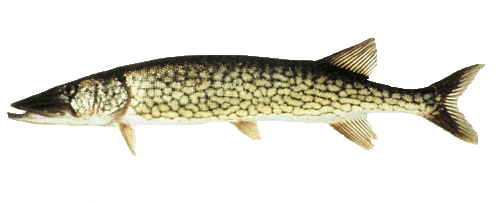 pickerel