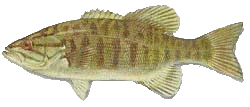 Smallmouth Bass