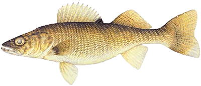 Walleye