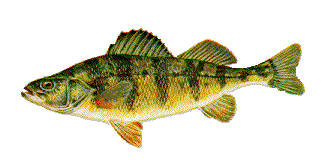 yellow perch