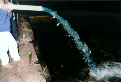 Hybrid Striped Bass Stocking