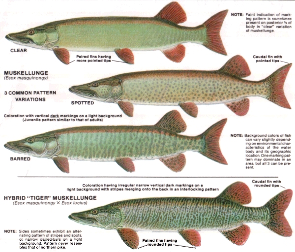 muskie chart
