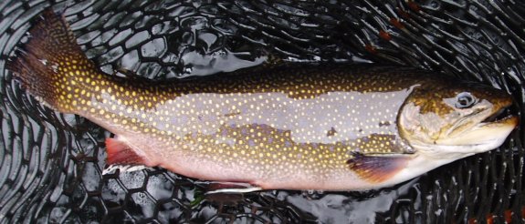 brook trout