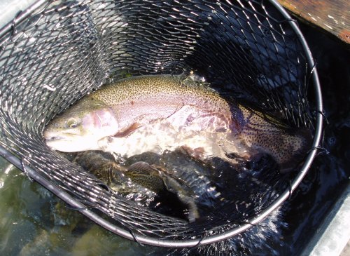 10lb rainbow