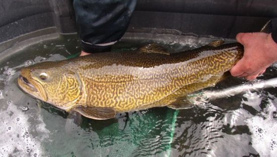 tiger trout