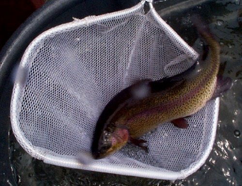 Rainbow Trout
