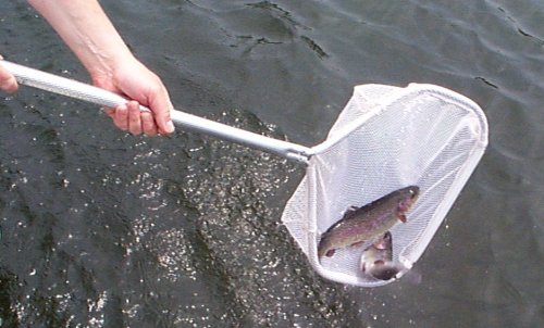 Your average trout.