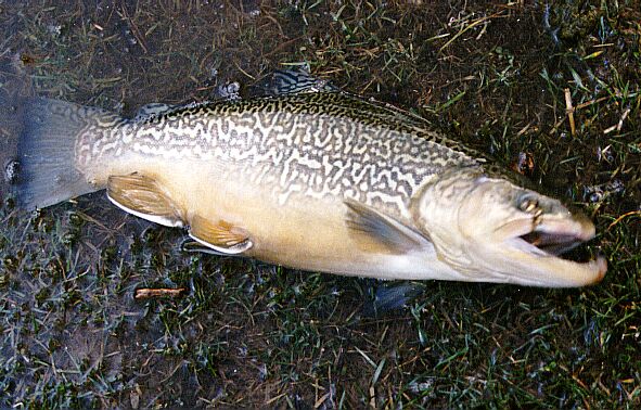 Tiger Trout